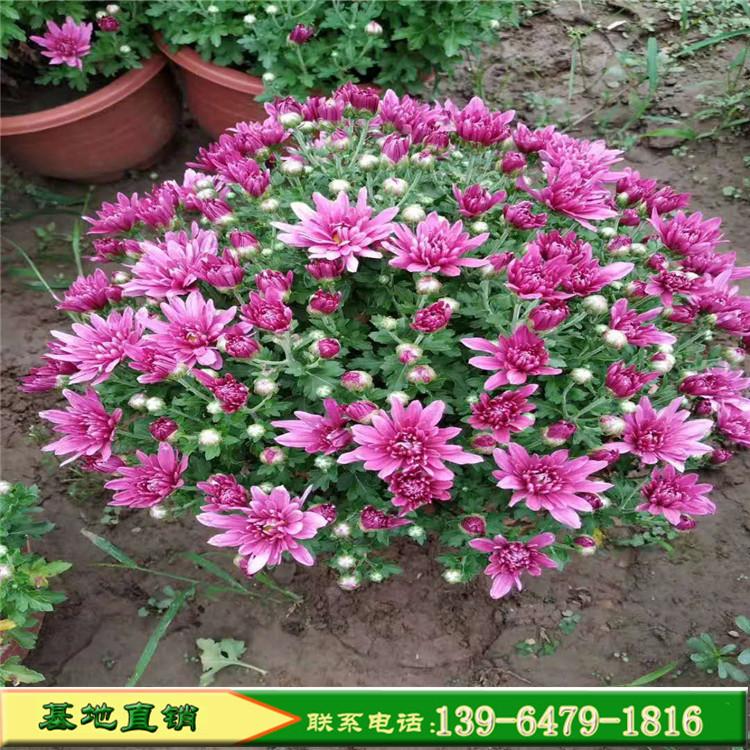 地被菊国庆菊大苗 花卉植物绿植盆栽 山东花卉菊花造型租摆花色鲜艳