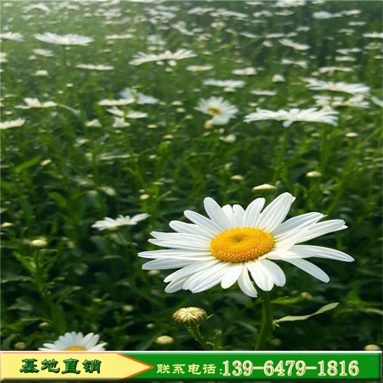 景观网红大滨菊价格 大滨菊种植基地 白色菊花大滨菊批发