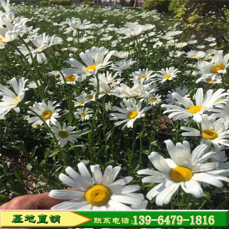 景观园林观赏花卉庭院花种 西洋滨菊大滨菊苗 白色盆栽花耐寒耐热