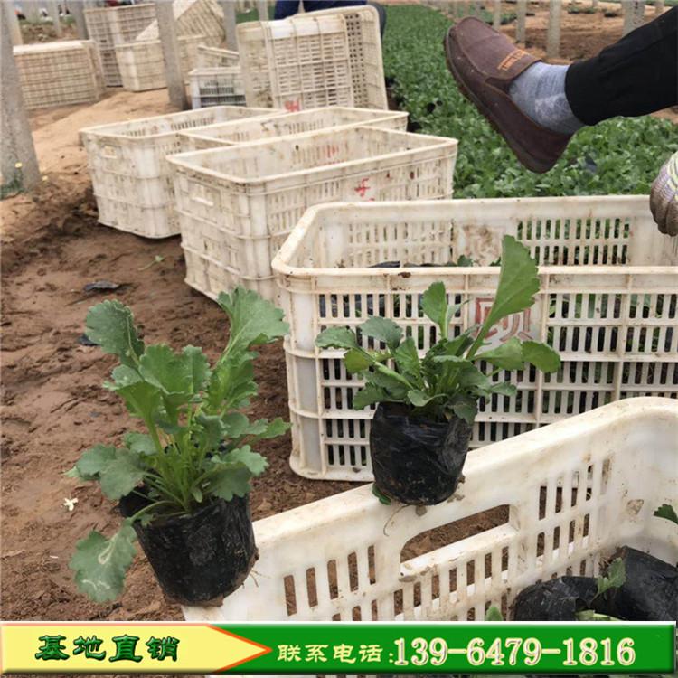 种植基地直销大滨菊种苗耐寒 易生长适合景区公园种植大片花海