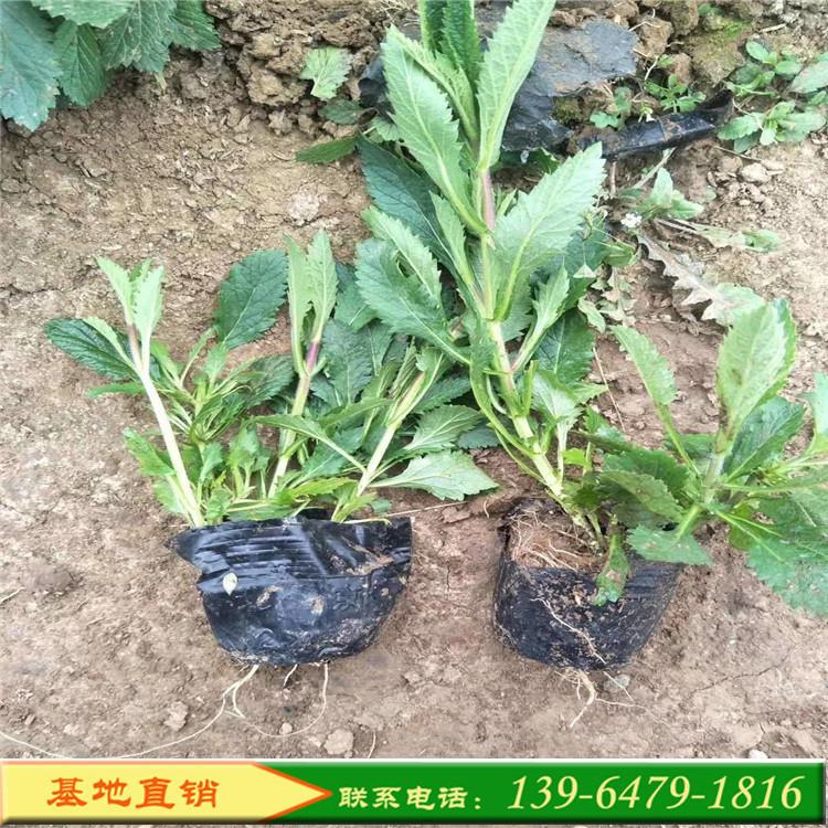 内蒙古花海宿根花卉 便宜的柳叶马鞭草价格 花海景观工程用植物