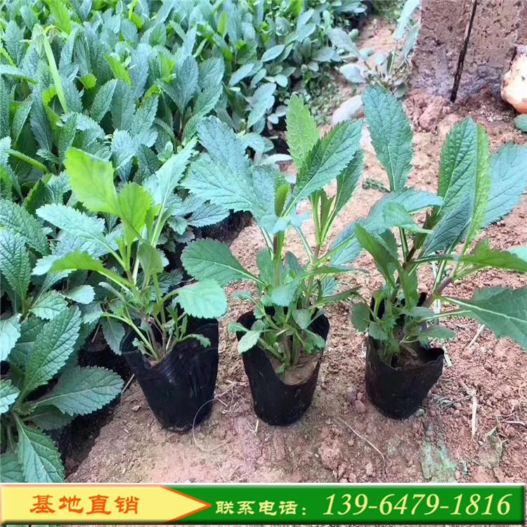 多年生草本植物 景观网红柳叶马鞭草 河北沧州宿根花卉种植基地紫色花海