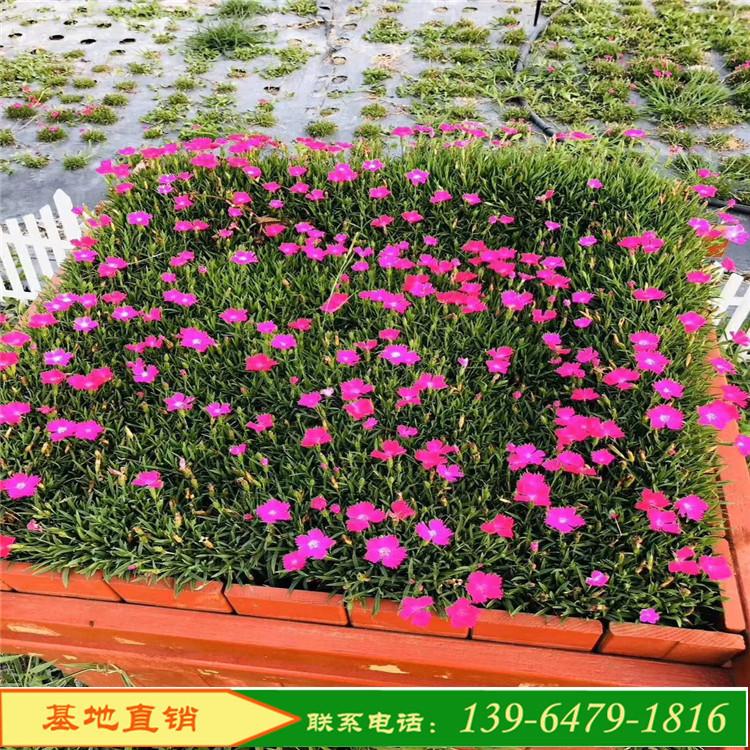 欧石竹批发基地 宿根欧石竹批发价格 开花草坪小区草坪花卉