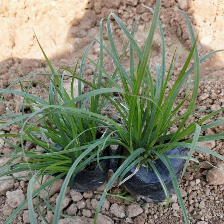 青州欧润花卉 青绿苔草批发价格 青绿苔草基地直销 欢迎致电咨询