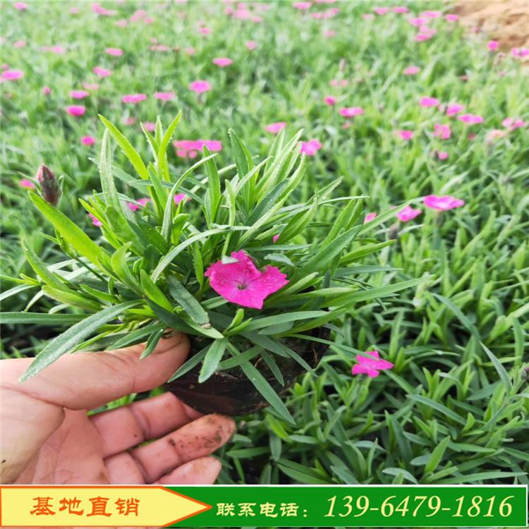 耐旱抗踩石竹花批发价 欧石竹批发基地 不怕踩的四季开花鲜花草坪