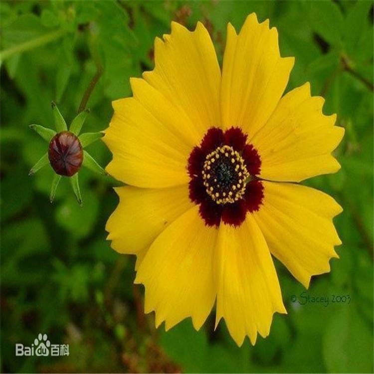 金鸡菊批发  金鸡菊量大供应 青州金鸡菊