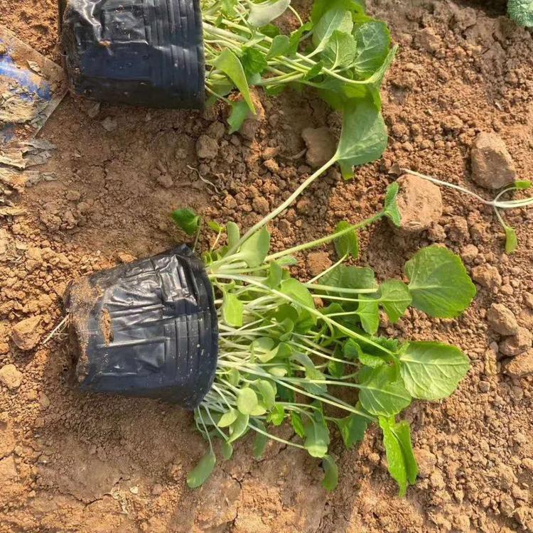 二月兰小苗  二月兰种植基地  二月兰价格
