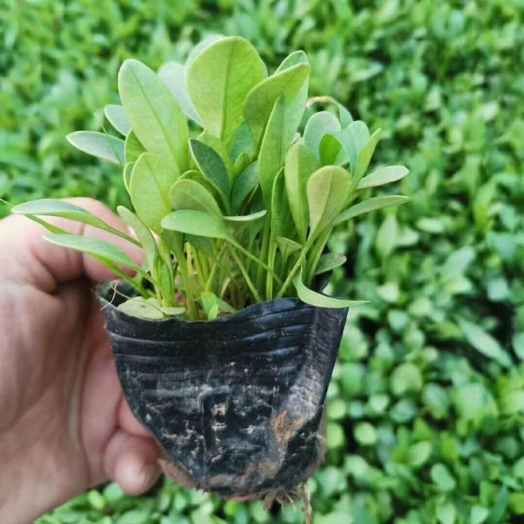 青州金鸡菊种植基地  大花金鸡菊小苗  金鸡菊价格