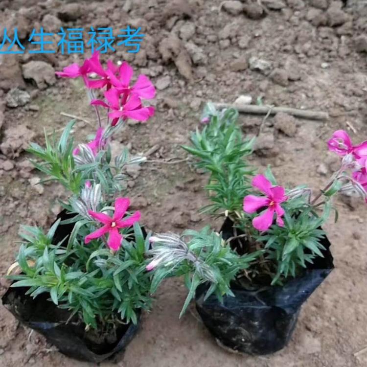 丛生福禄考种植基地  芝樱  福禄考小苗  福禄考批发价格
