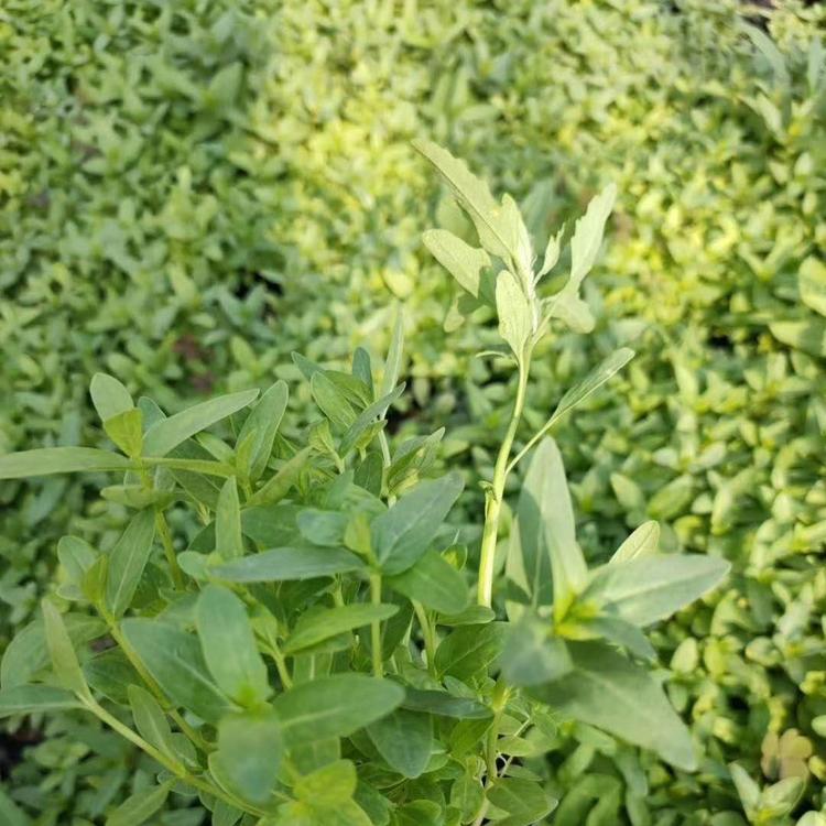 千屈菜小苗  千屈菜价格   千屈菜批发