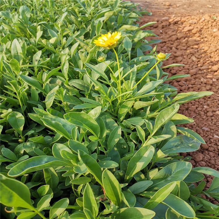 金鸡菊  金鸡菊基地供应    青州金鸡菊价格