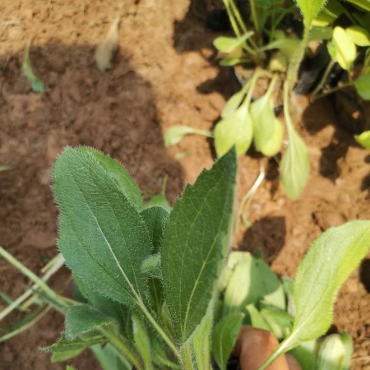 黑心菊批发  青州启景黑心菊  黑心菊价格