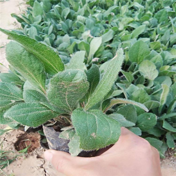 黑心菊批发  黑心菊基地  黑心菊价格