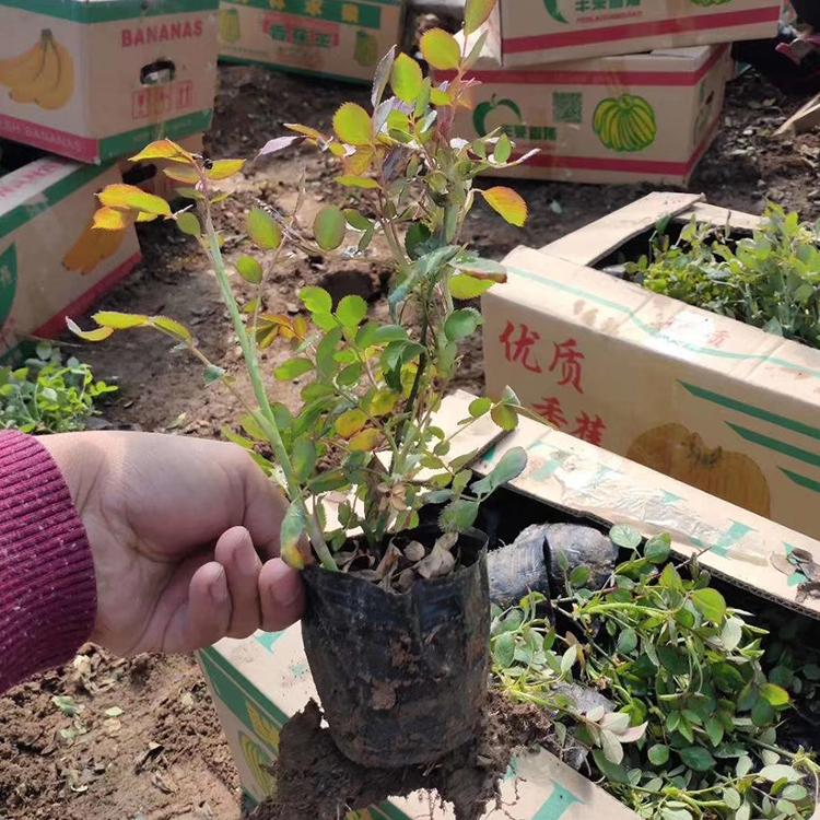 红帽月季 厂家批发红帽子月季 森木花卉