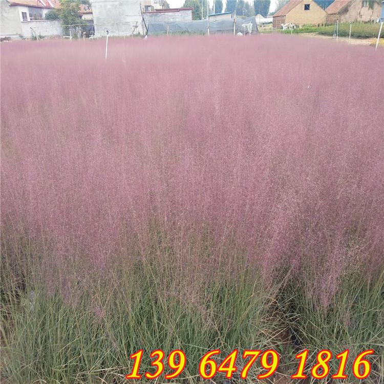 山东耐寒粉黛乱子草小苗价格 毛芒乱子草种植基地 花海景观设计价格