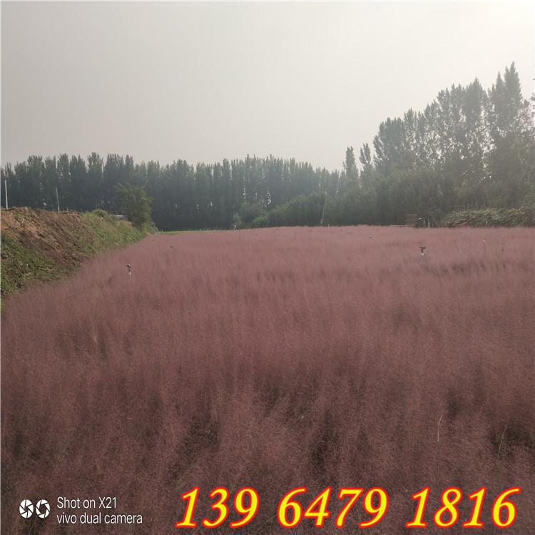 多年生粉黛乱子草种子价格 耐旱耐盐碱适应性强 四季易活的粉红色观赏草