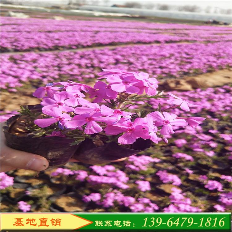 丛生大花芝樱福禄考 道路花坛绿化量大优惠 玫红色福禄考花海景观