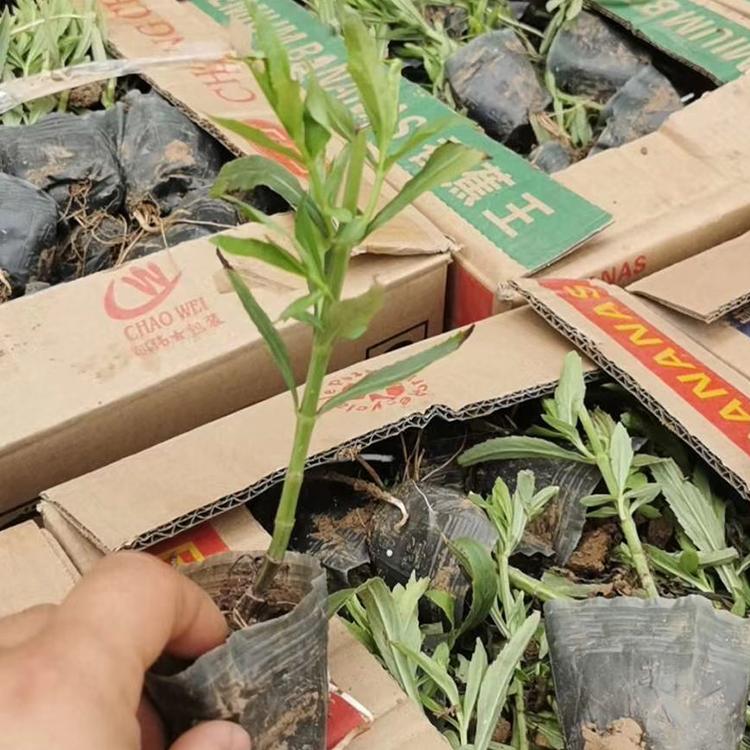 假龙头 假龙头花大量批发 森木花卉