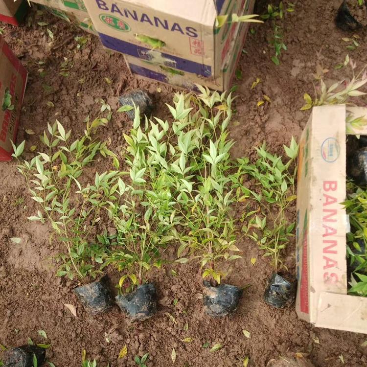 南天竹 大量批发南天竹 森木花卉