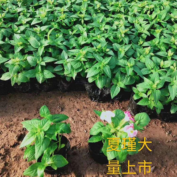 夏瑾价格 山东夏瑾批售价格