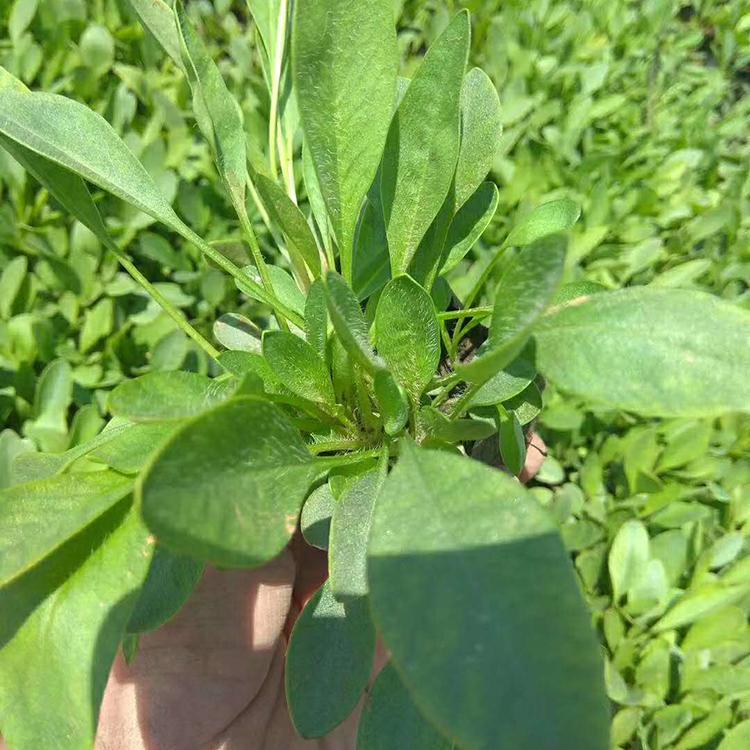 观赏金鸡菊 金鸡菊种植基地 苗圃直销金鸡菊