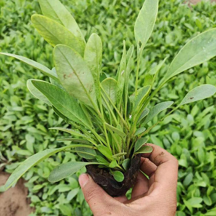 金鸡菊绿化苗 金鸡菊批发商 基地优惠直发金鸡菊