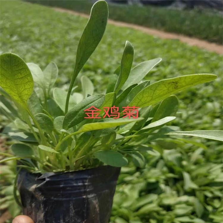 大花金鸡菊  金鸡菊基地    金鸡菊花海  金鸡菊批发