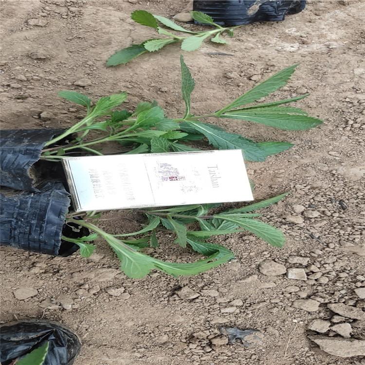柳叶马鞭草花海 马鞭草基地 柳叶马鞭草批发