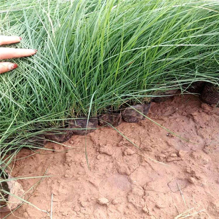 粉黛乱子草花海 粉黛乱子草基地 粉黛乱子草杯苗   批发粉黛乱子草