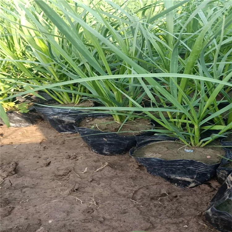 矮蒲苇杯苗  矮蒲苇种植基地  矮蒲苇价格  绿化用矮蒲苇