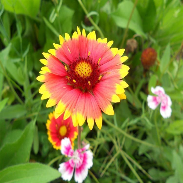天人菊 苗圃批发 一二年生天人菊报价