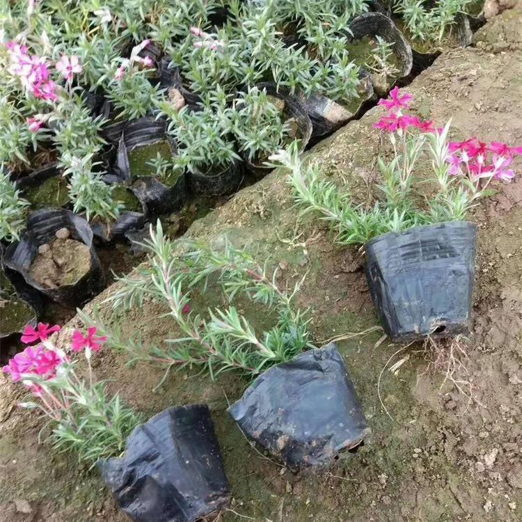 福禄考价格 自产宿根福禄考