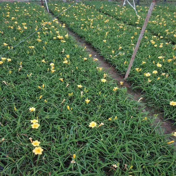 山东萱草种植基地 萱草种植基地