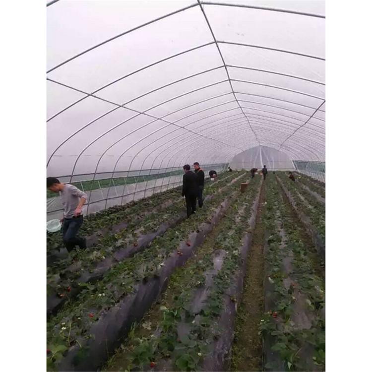 连栋薄膜温室整体温室  恒丰温室