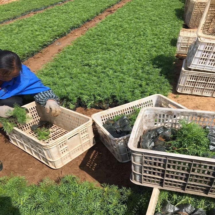 盆栽波斯菊批发