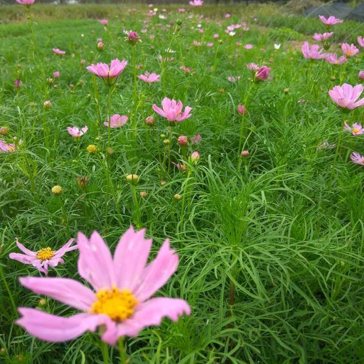 盆栽波斯菊基地