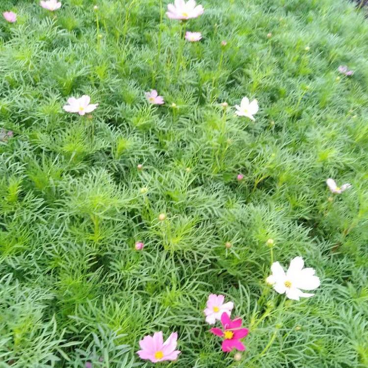 波斯菊小苗