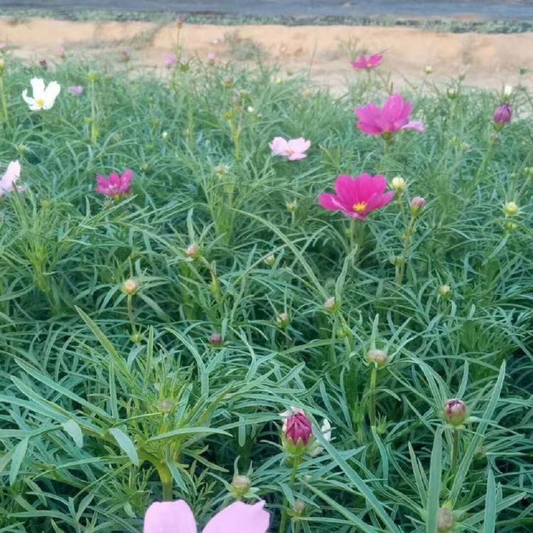 工程用波斯菊批发