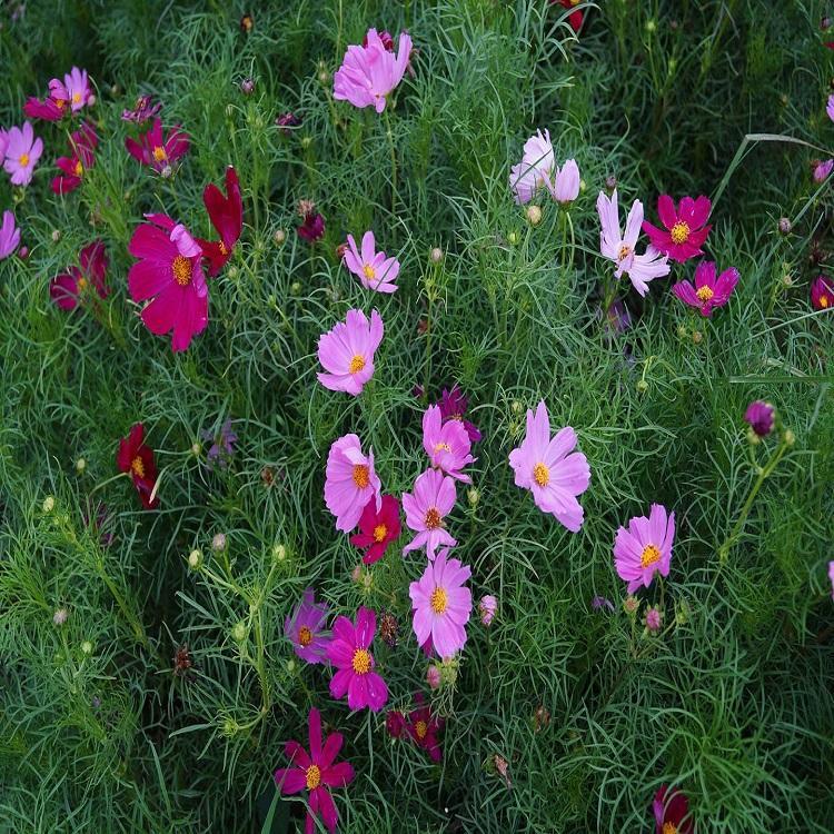 工程用波斯菊基地