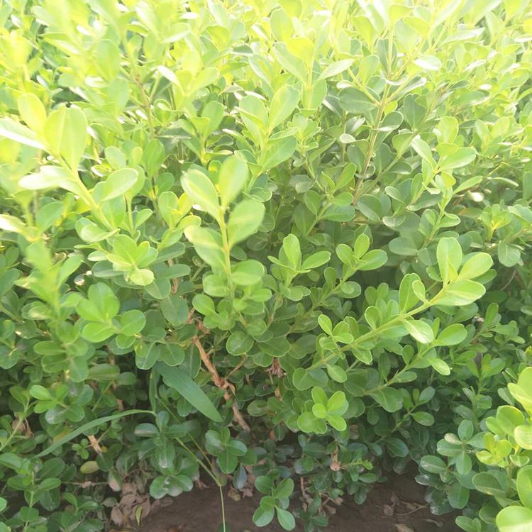 瓜子黄杨绿化苗供应 青州绿化苗木种植基地供应瓜子黄杨