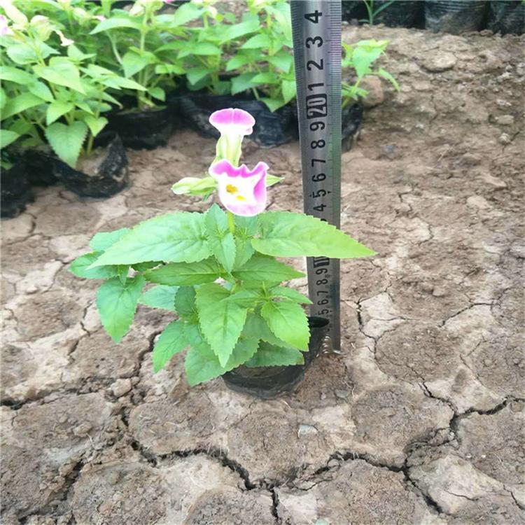 夏堇小苗 夏堇绿化用苗