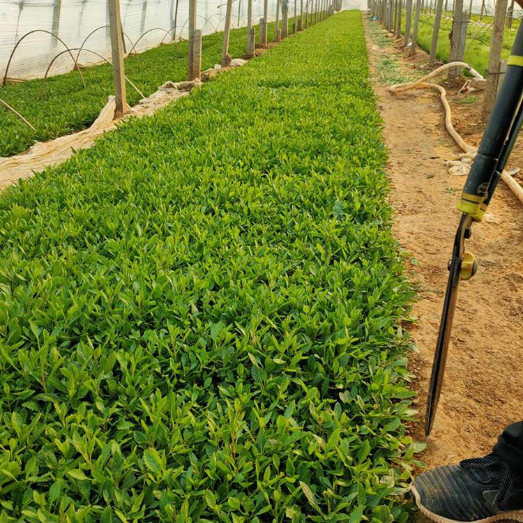 观赏马鞭草 马鞭草批发商 马鞭草基地优惠直发