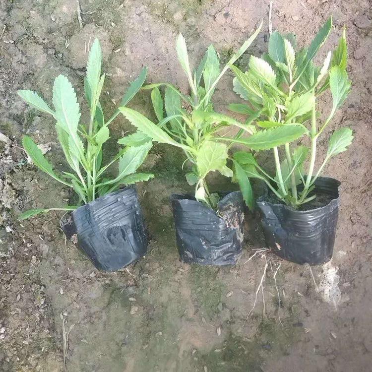 马鞭草幼苗 马鞭草批发 种植户直供马鞭草 冠鑫