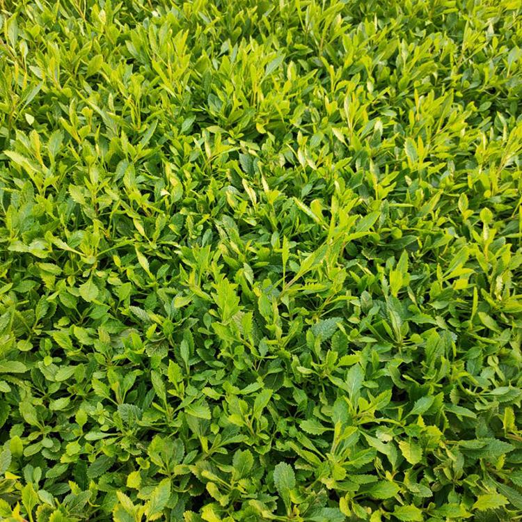 马鞭草花海苗 马鞭草批发价格 马鞭草基地优惠直发