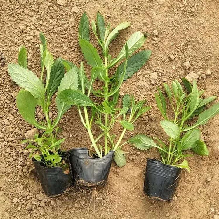 马鞭草花海苗 马鞭草批发价格 马鞭草苗圃直销