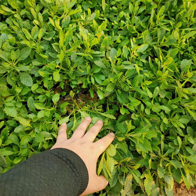观赏马鞭草 马鞭草批发 马鞭草大量现货供应