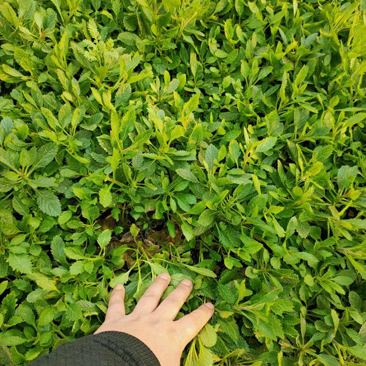 马鞭草花海苗 马鞭草批发价格 马鞭草苗圃直供