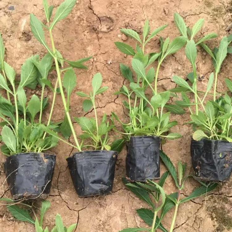观赏马鞭草 马鞭草种植基地 马鞭草基地出售