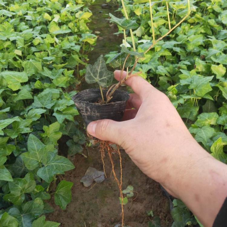 常春藤小苗 常春藤种植基地 山东绿化苗木供应商
