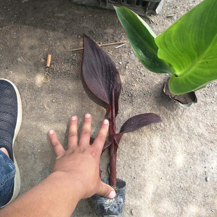 水生美人蕉批发 美人蕉小苗 量大优惠